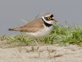  - Little Ringed Plover