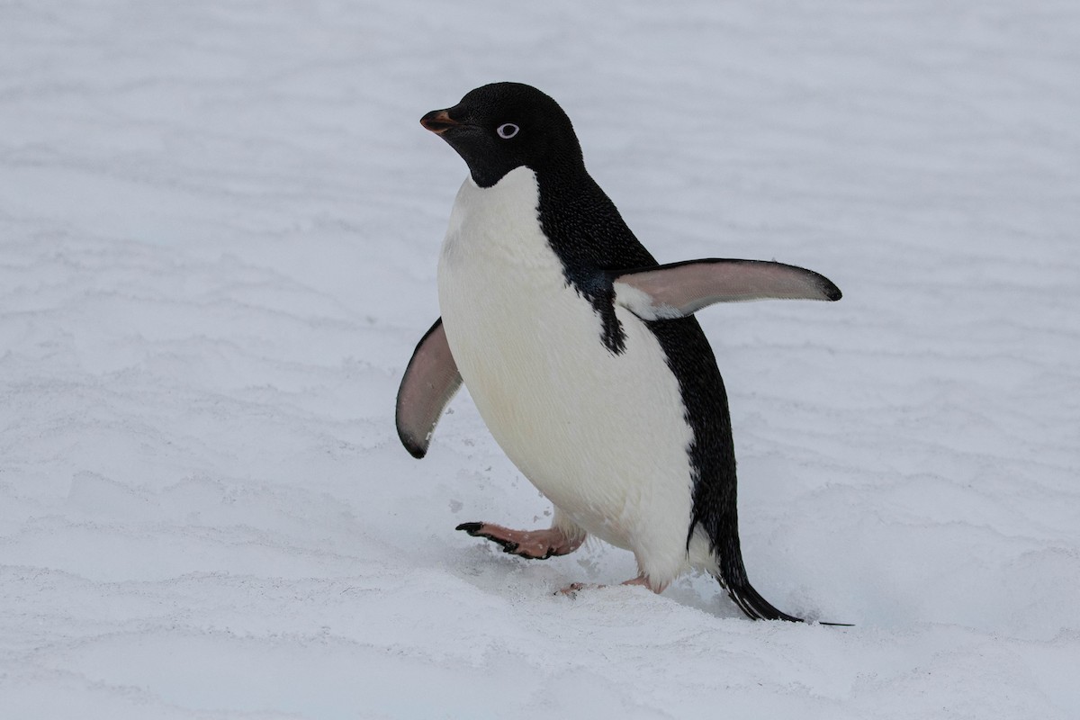 Pingüino de Adelia - ML619241820