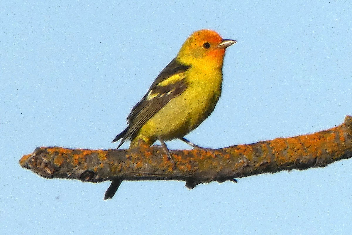 Western Tanager - ML619241832