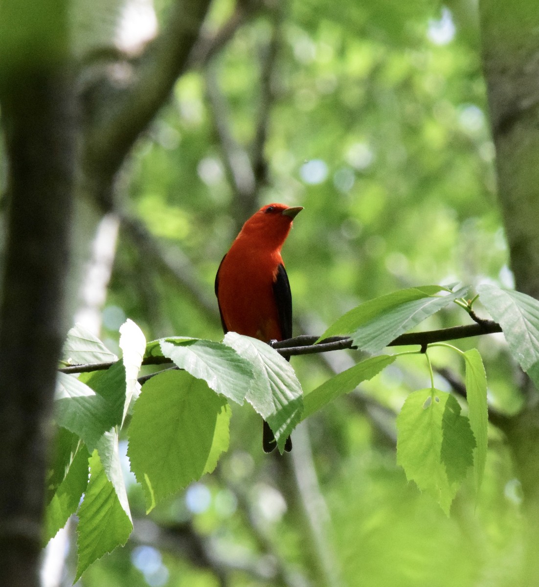 Scarlet Tanager - ML619241854