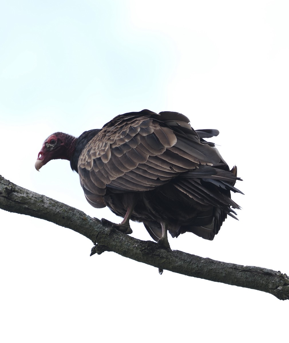 Turkey Vulture - ML619241858