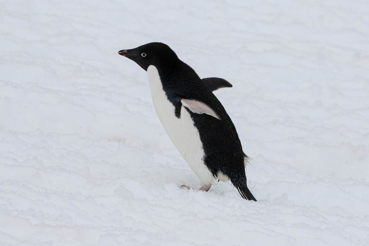 Pingüino de Adelia - ML619241874
