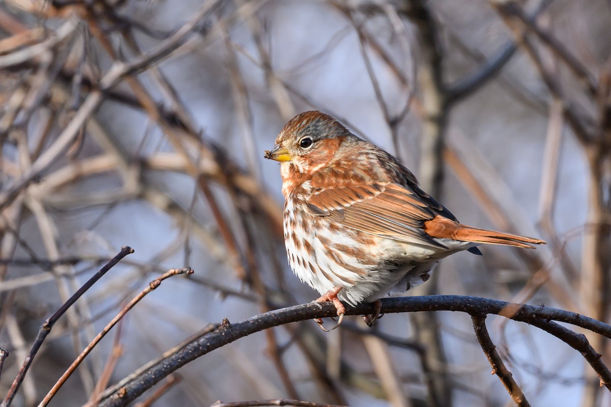 Fox Sparrow (Red) - ML619241894