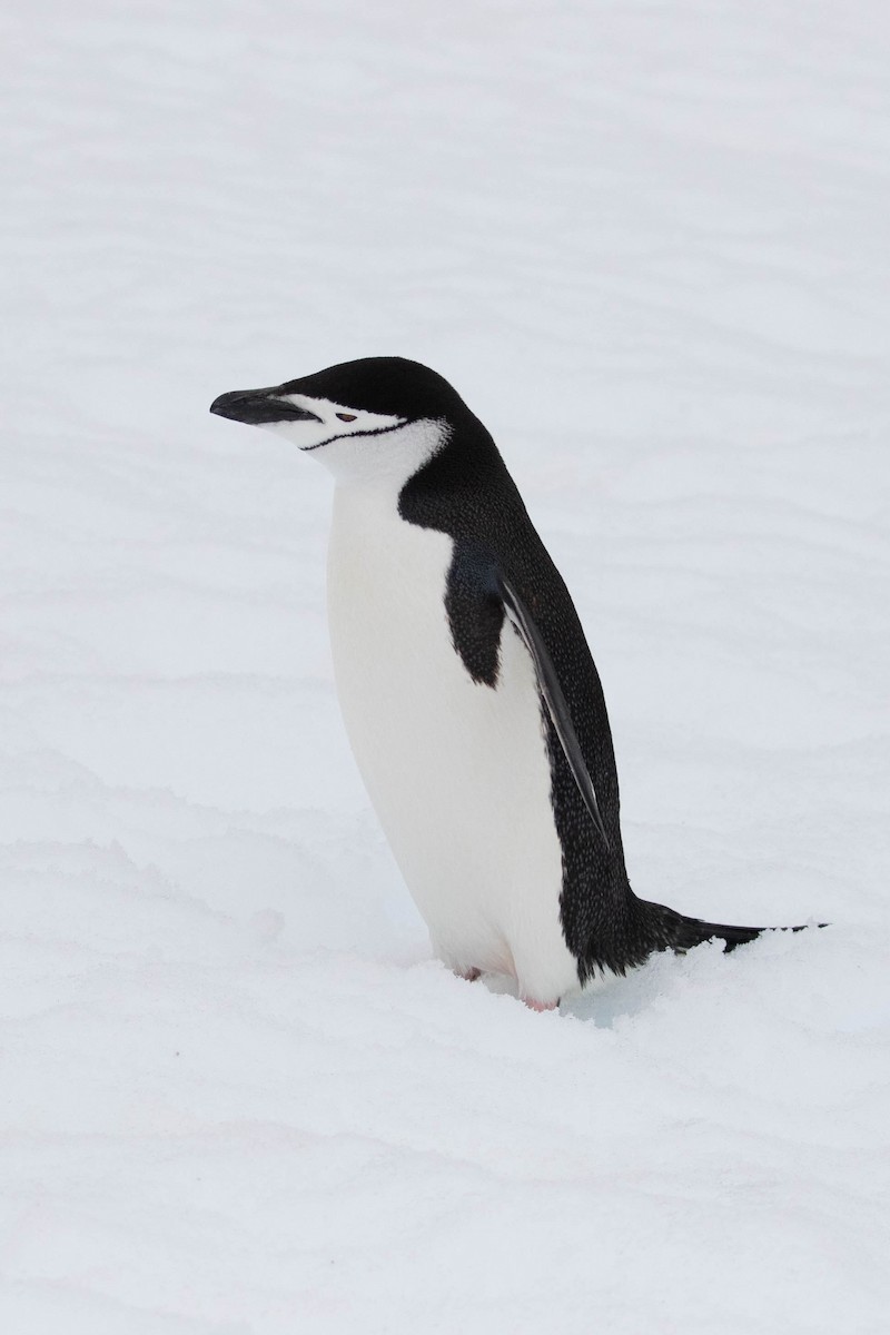 Пінгвін антарктичний - ML619241902