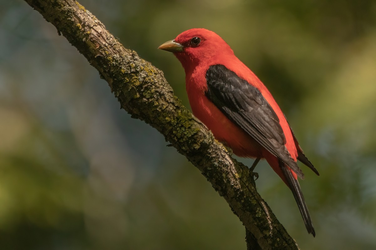 Scarlet Tanager - ML619241934