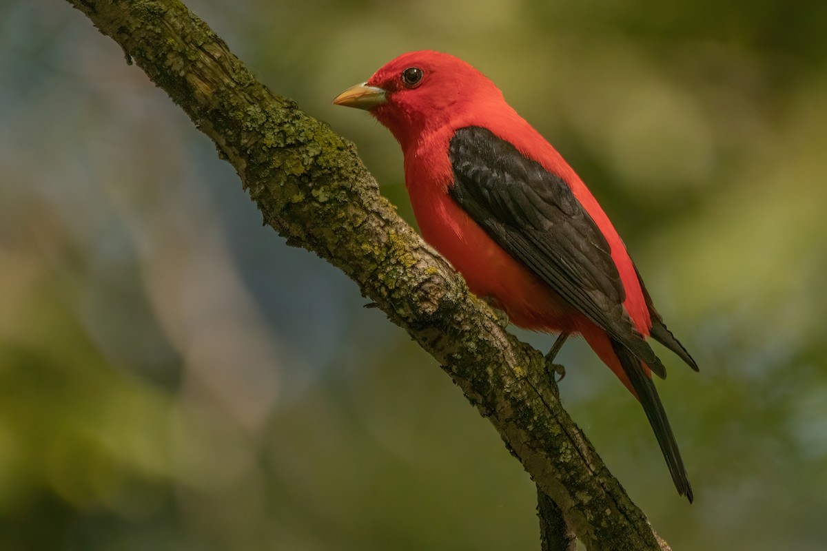 Scarlet Tanager - ML619241935