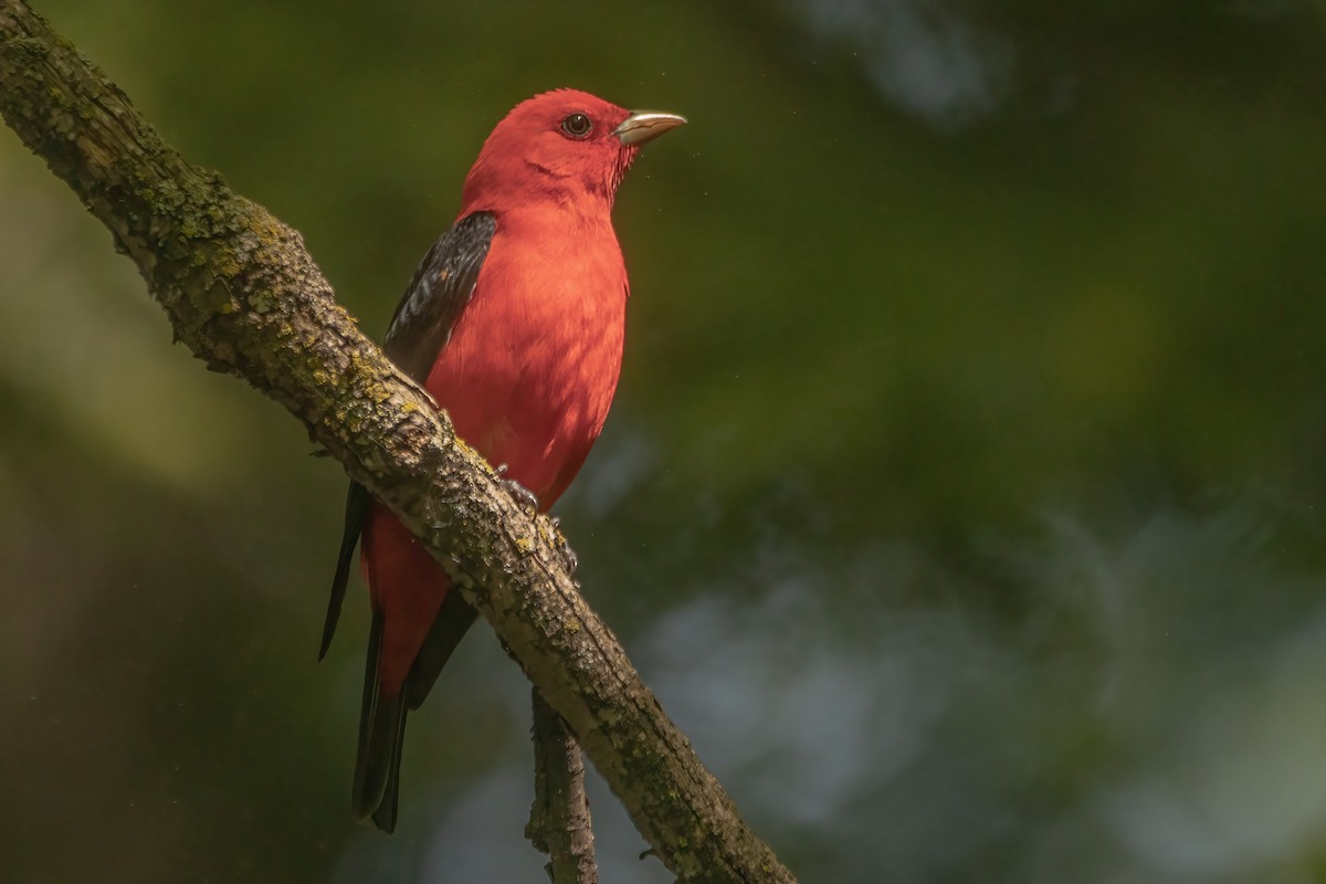 Scarlet Tanager - ML619241937