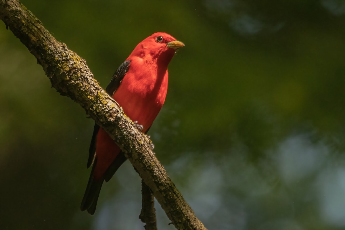 Scarlet Tanager - ML619241938