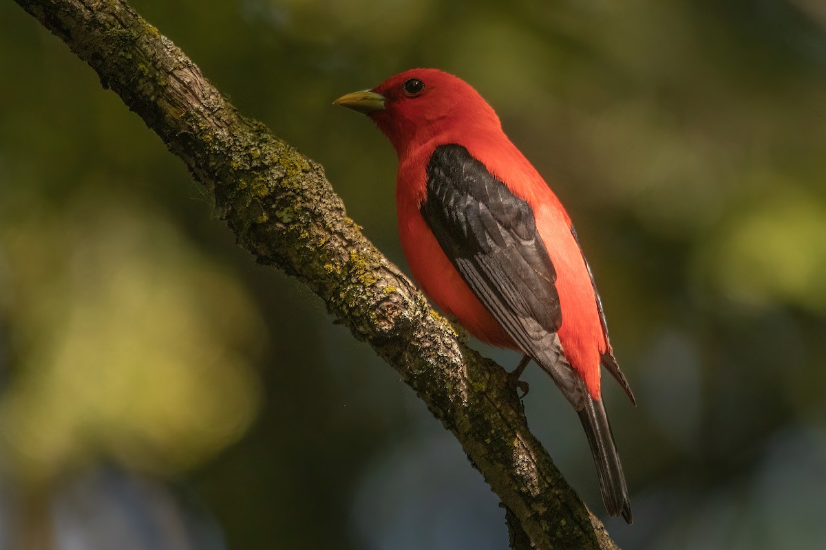 Scarlet Tanager - ML619241939