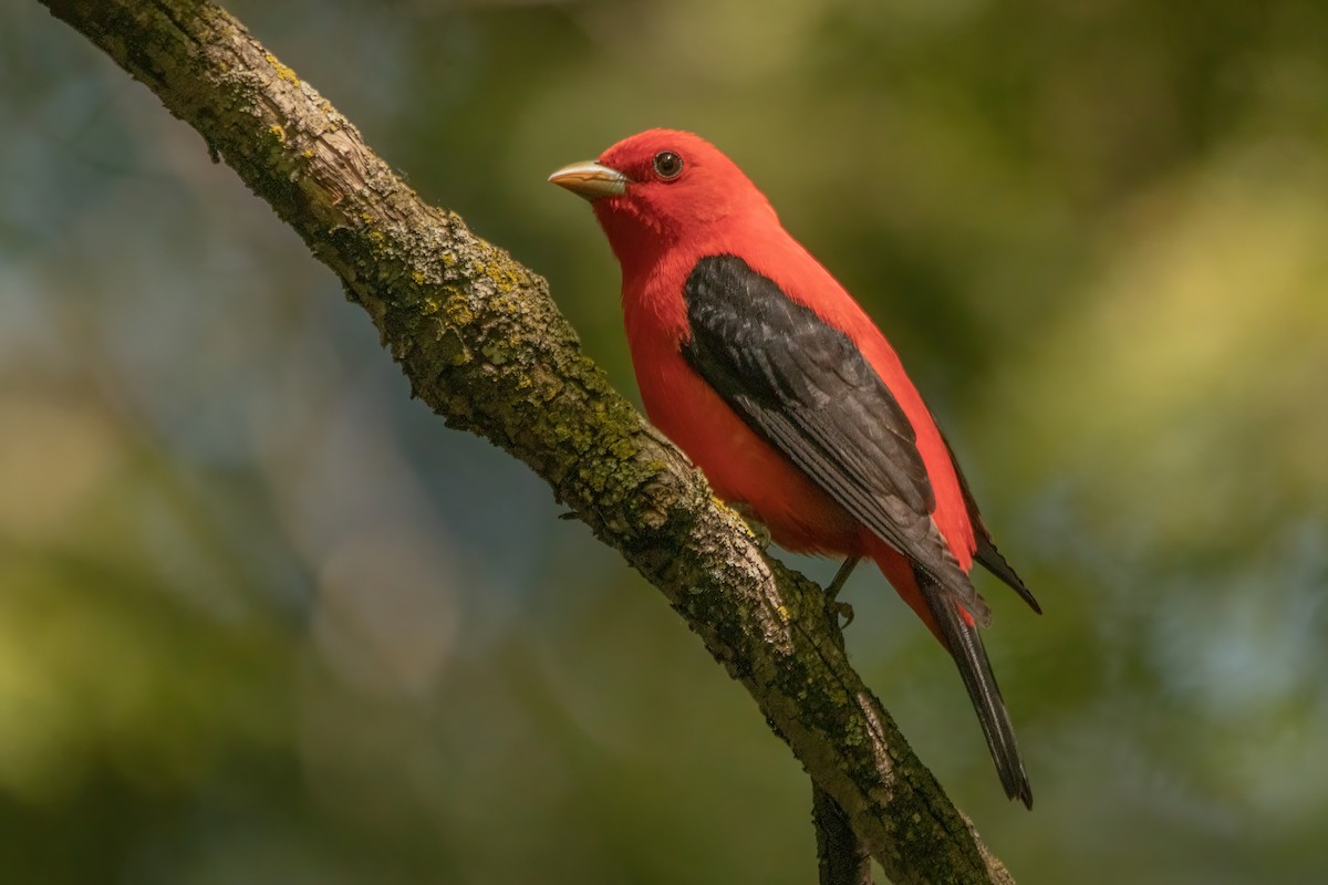 Scarlet Tanager - ML619241940