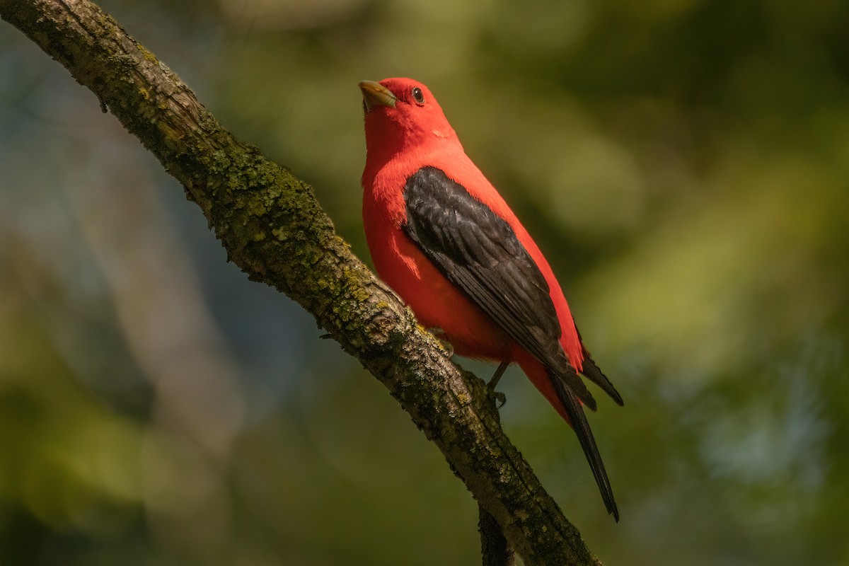 Scarlet Tanager - ML619241942