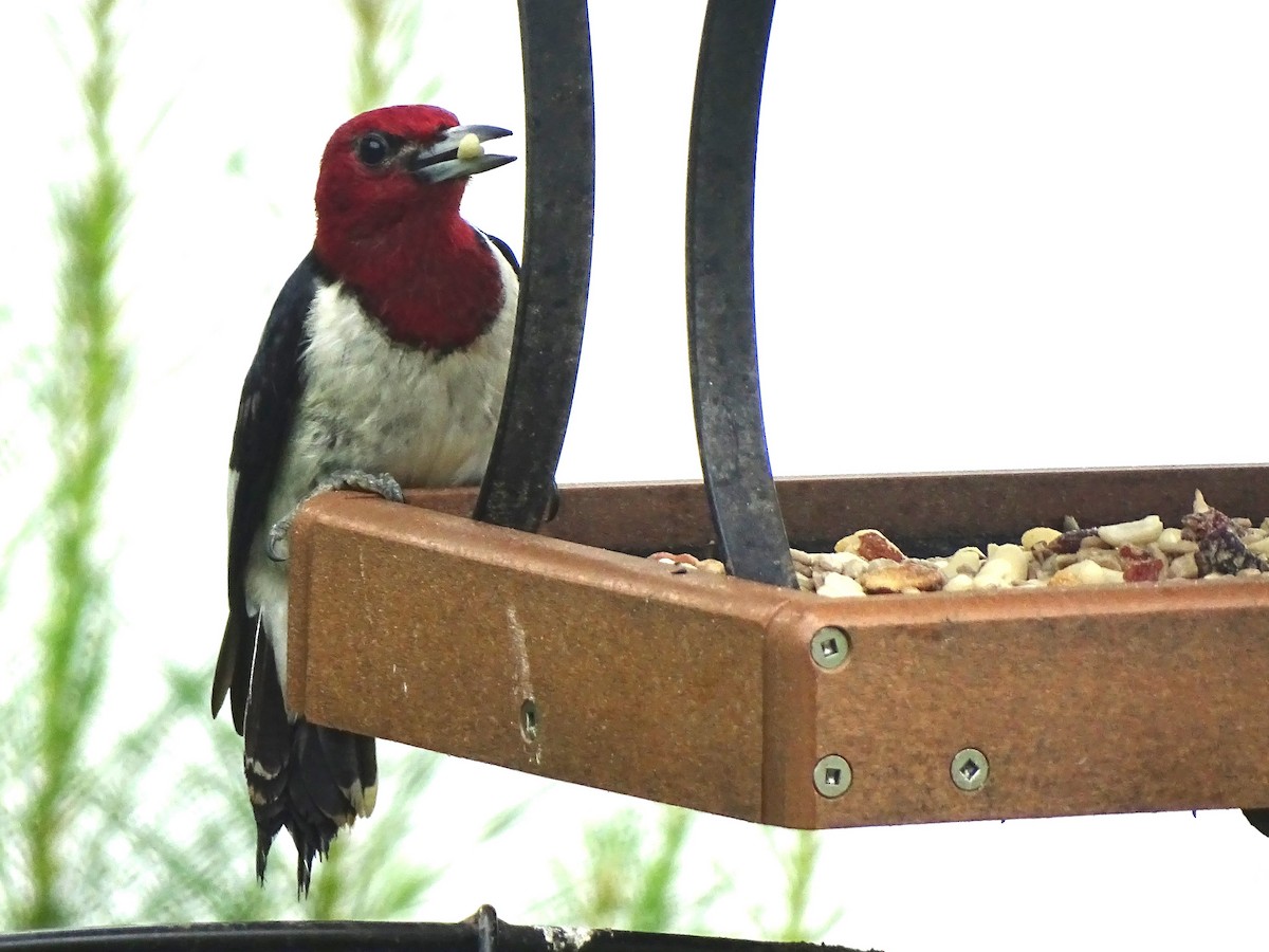 Red-headed Woodpecker - ML619241946