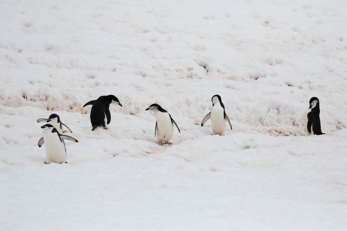 Пінгвін антарктичний - ML619241973