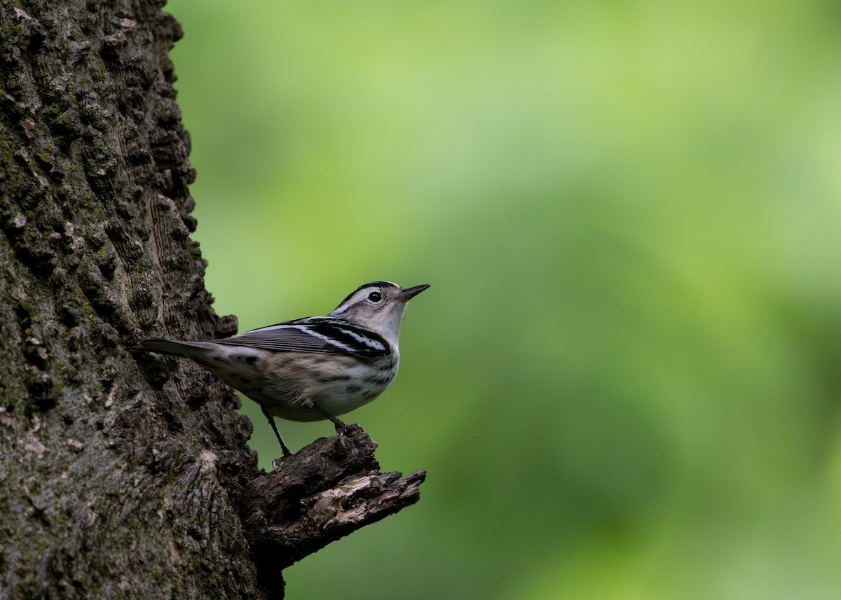 Black-and-white Warbler - ML619241992