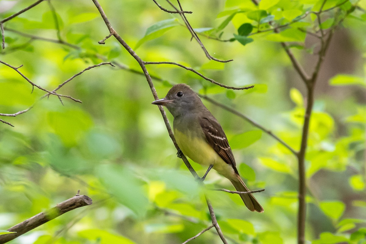 Great Crested Flycatcher - ML619242000