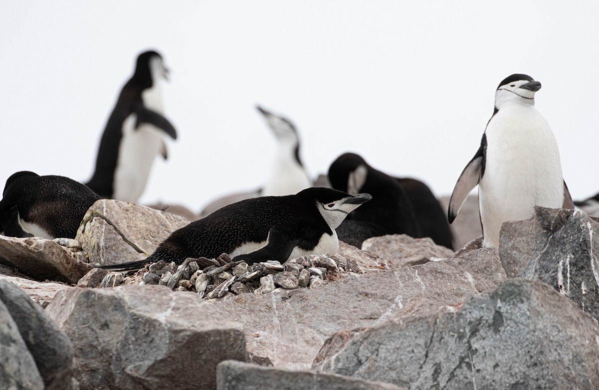 tučňák uzdičkový - ML619242009
