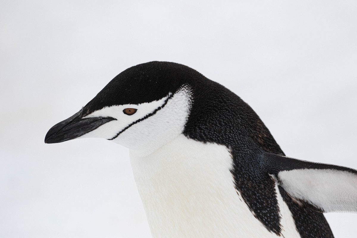 Пінгвін антарктичний - ML619242019