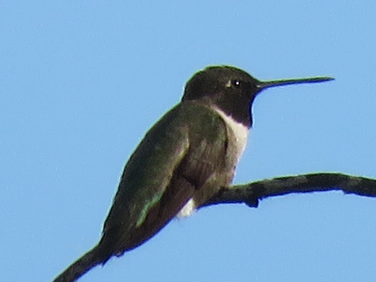 Black-chinned Hummingbird - ML619242021