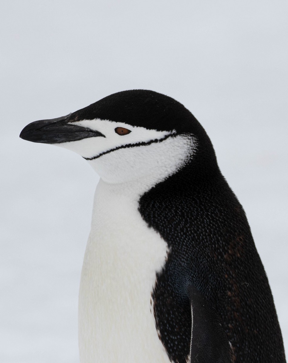 Пінгвін антарктичний - ML619242033