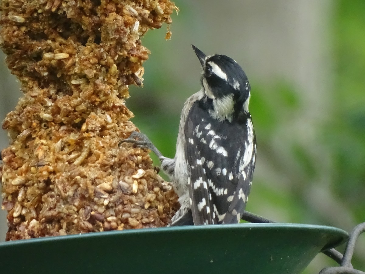 Downy Woodpecker - ML619242077