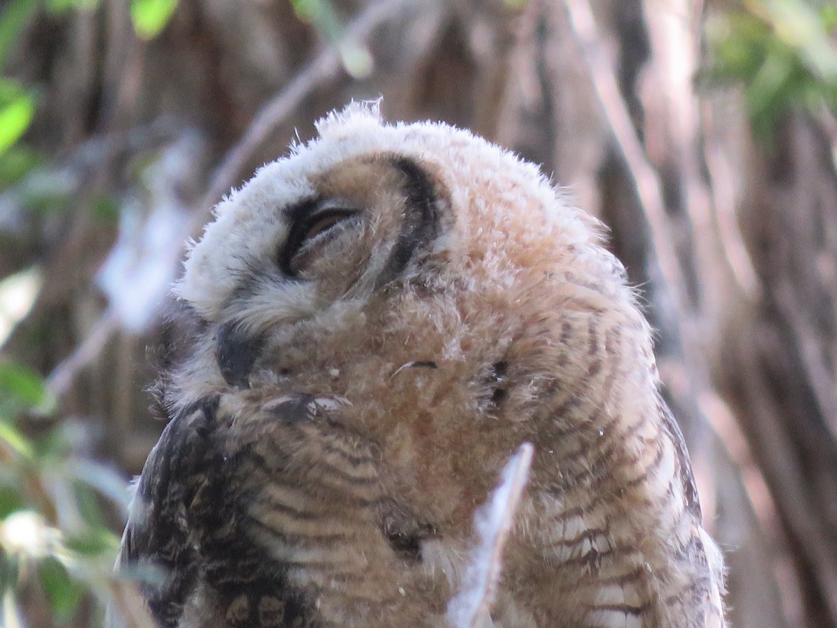 Great Horned Owl - ML619242087