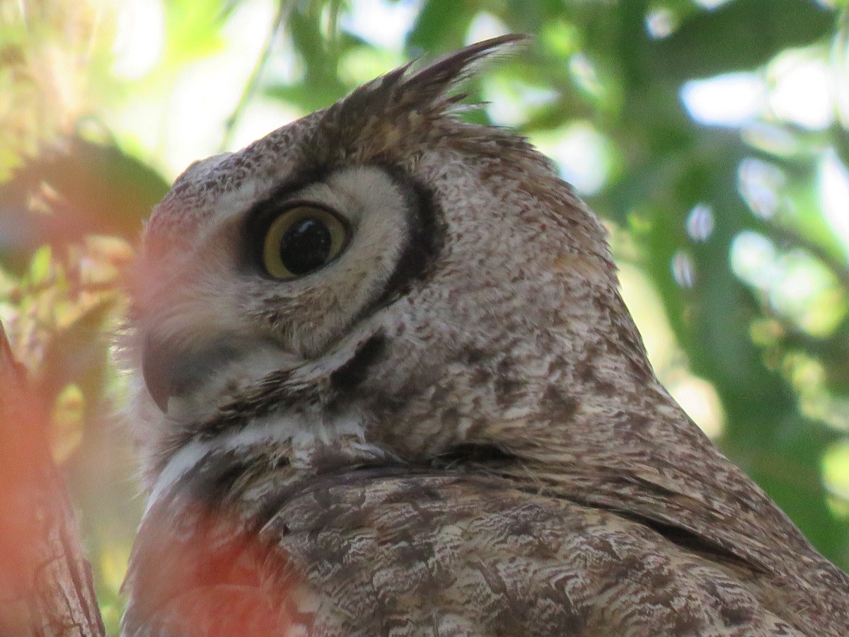 Great Horned Owl - ML619242088