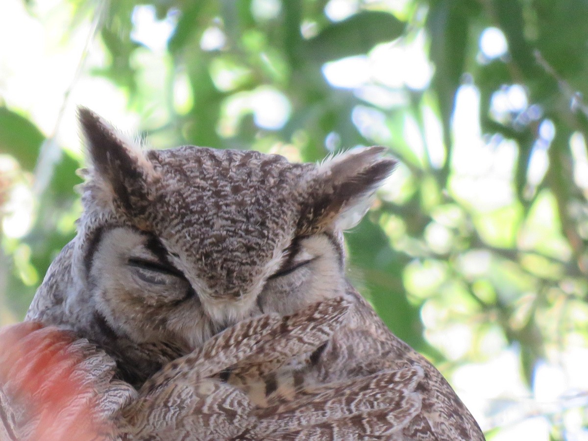 Great Horned Owl - ML619242089