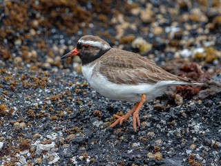  - Shore Plover