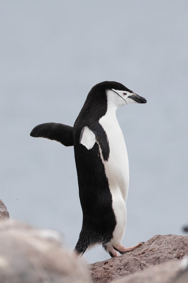 tučňák uzdičkový - ML619242101