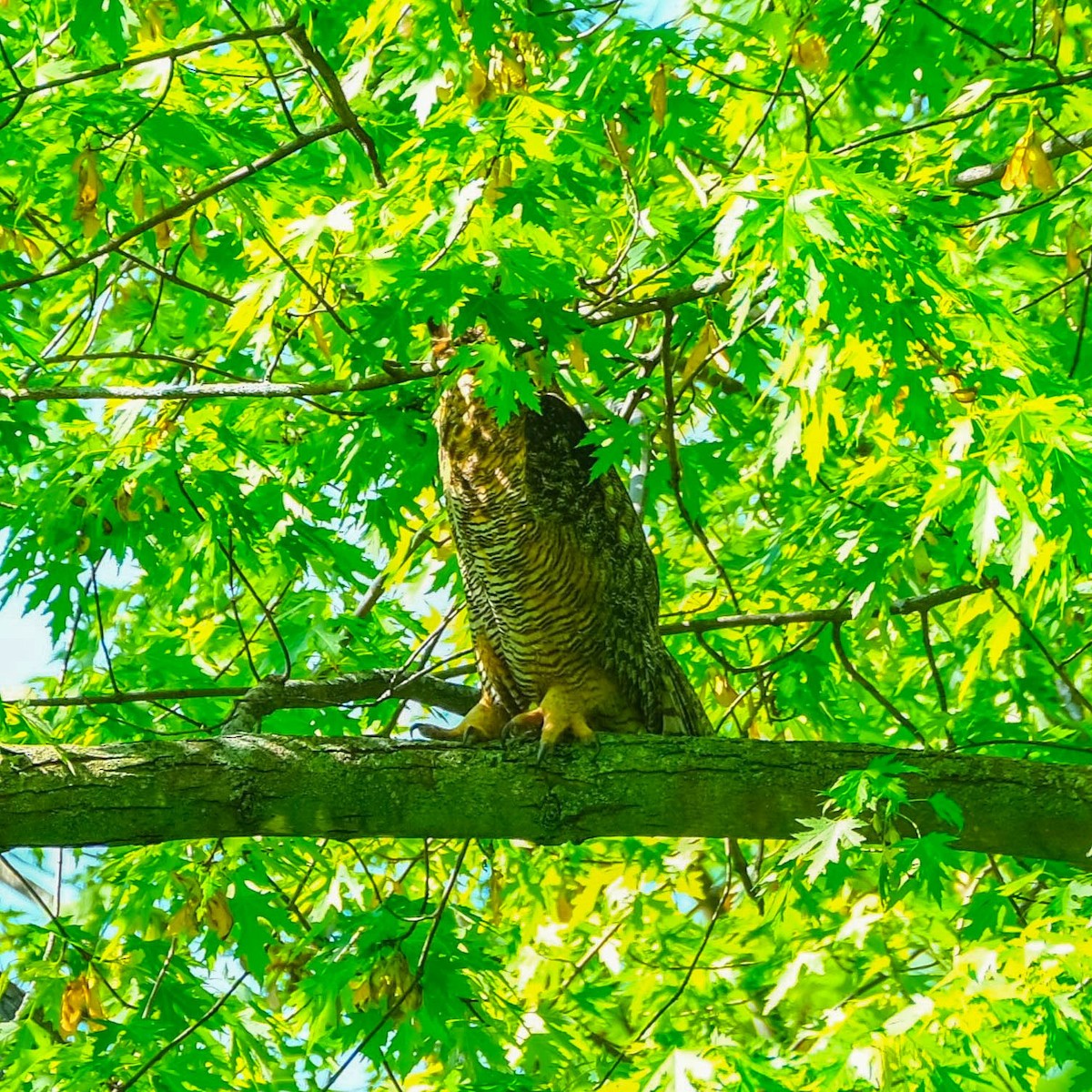 Great Horned Owl - ML619242120