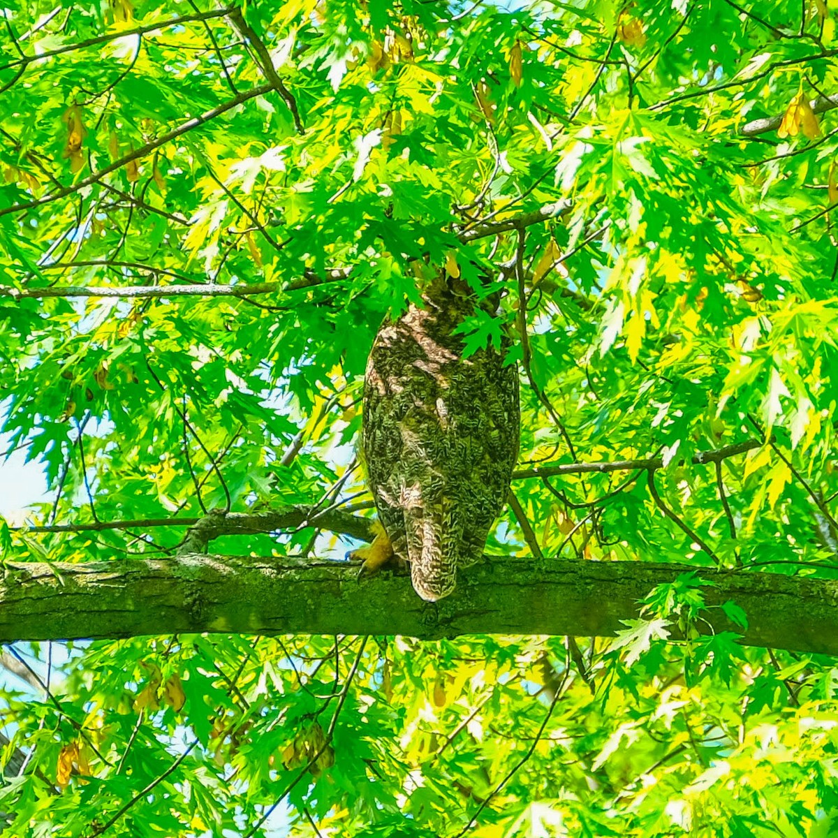 Great Horned Owl - ML619242121