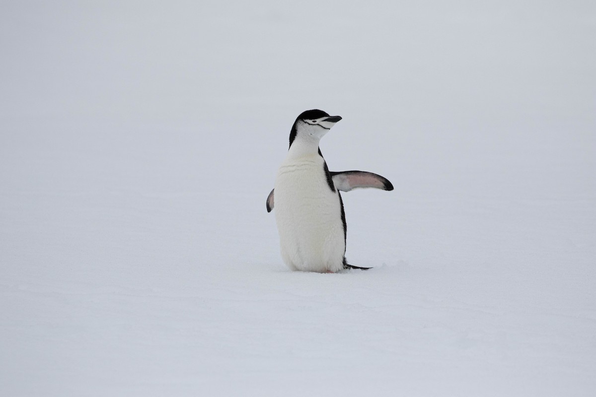 Пінгвін антарктичний - ML619242122
