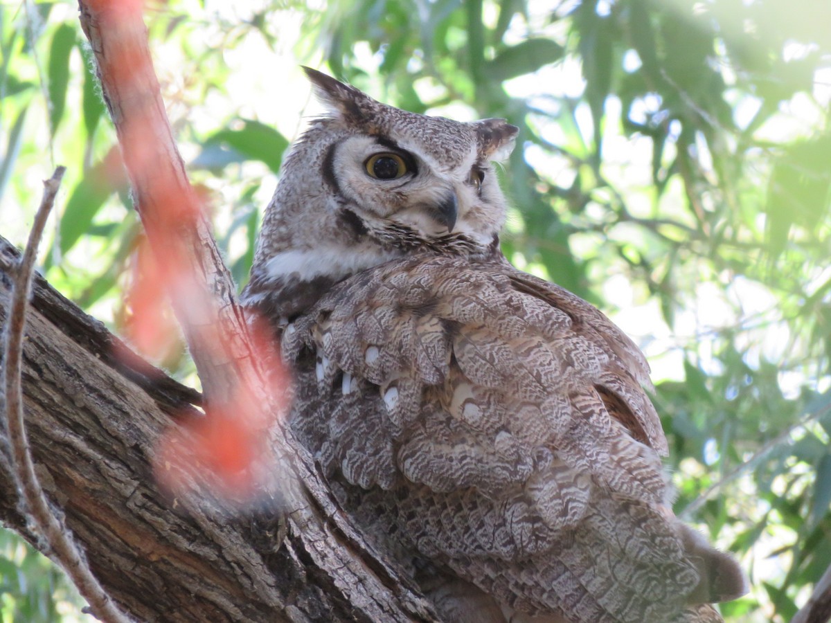 Great Horned Owl - ML619242129