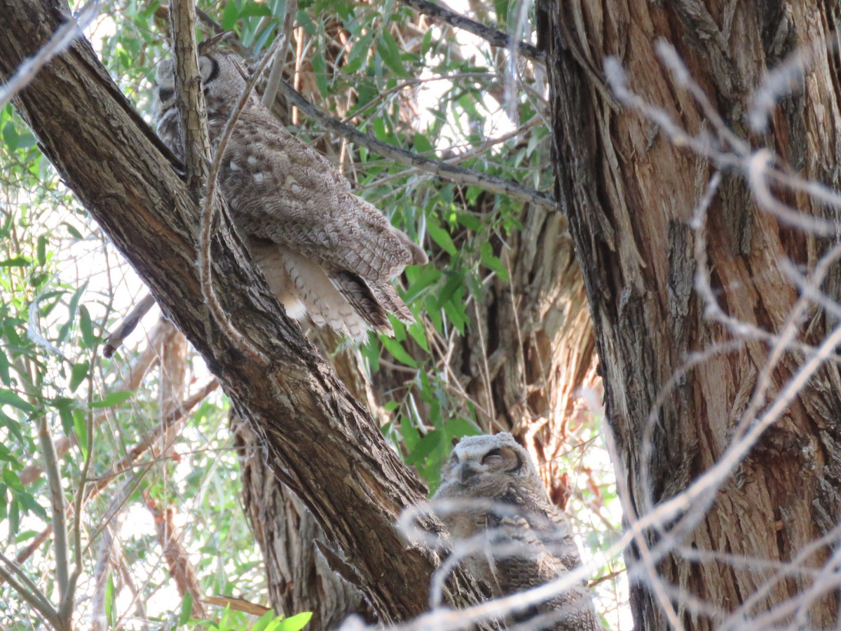 Great Horned Owl - ML619242130