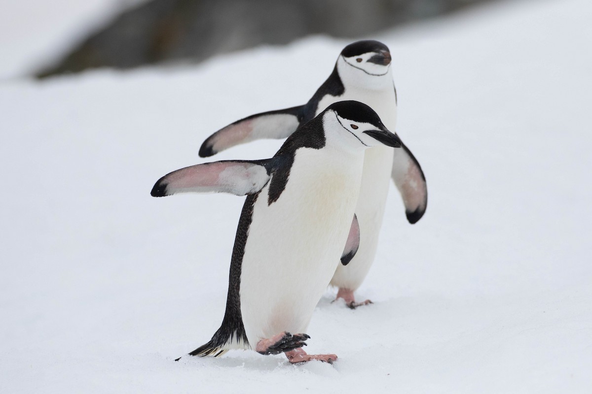 Антарктический пингвин - ML619242133