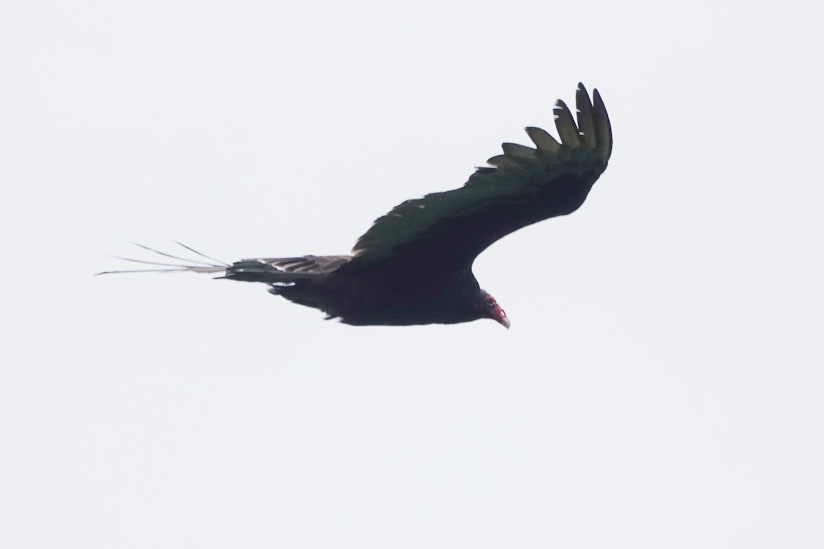 Turkey Vulture - ML619242248