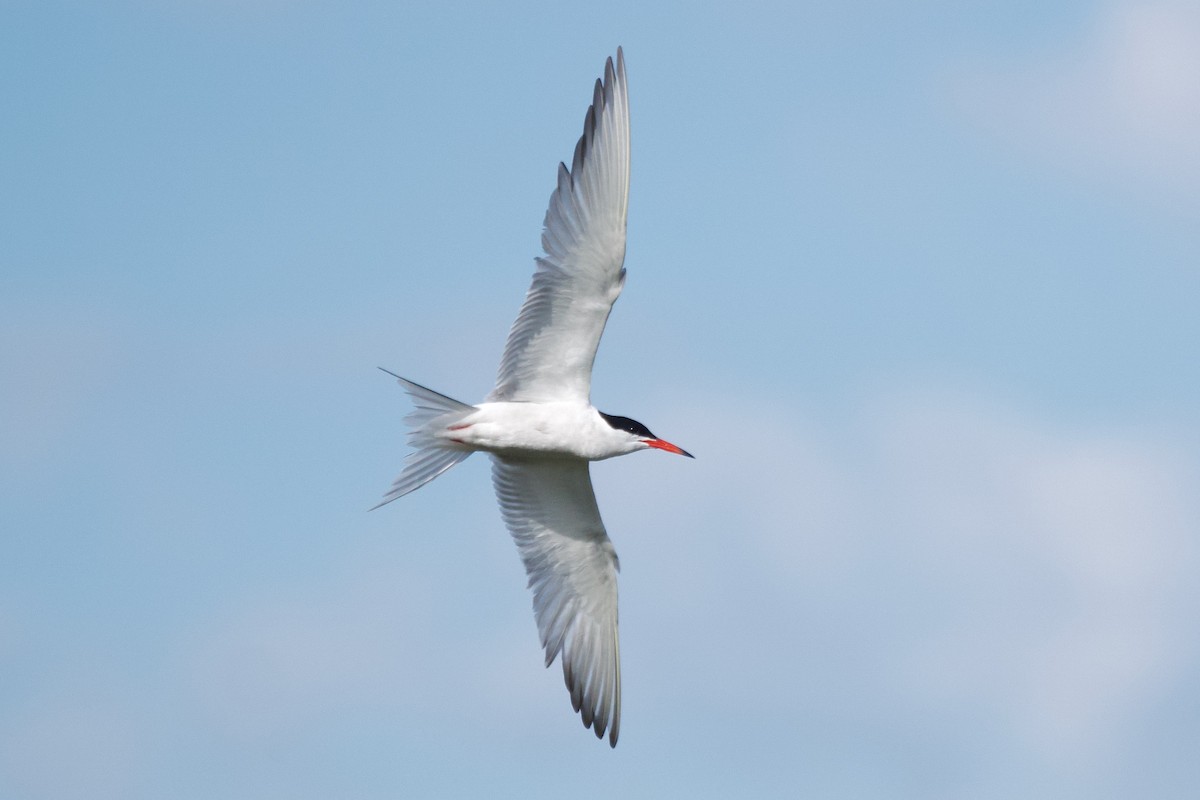 Common Tern - ML619242249