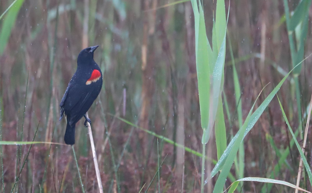 Red-winged Blackbird (Red-winged) - ML619242276