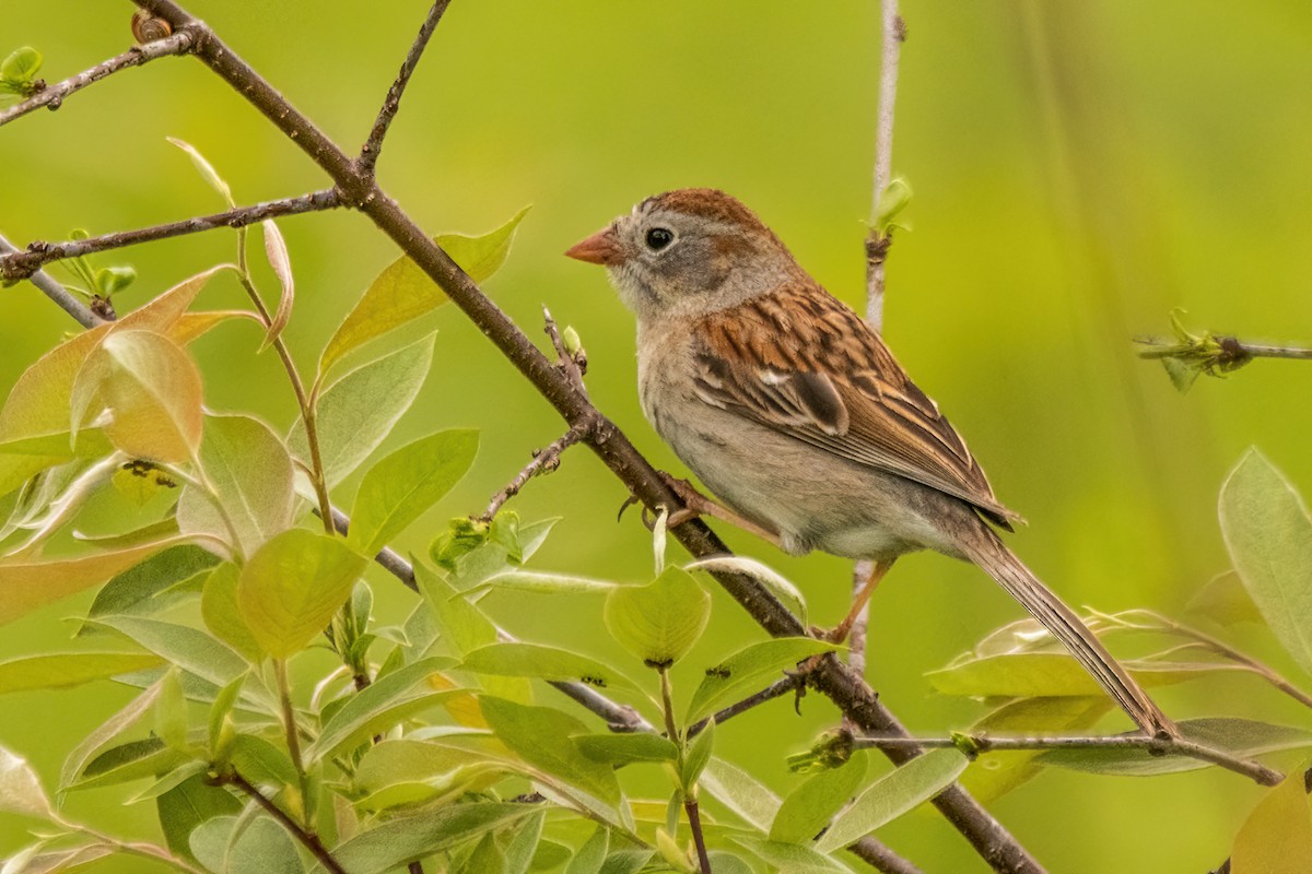 Field Sparrow - ML619242278