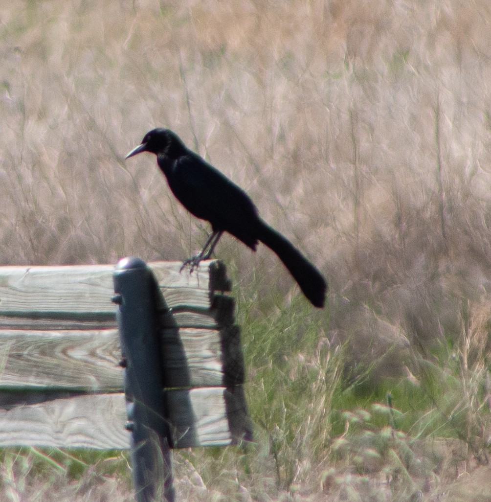 Great-tailed Grackle - ML619242284