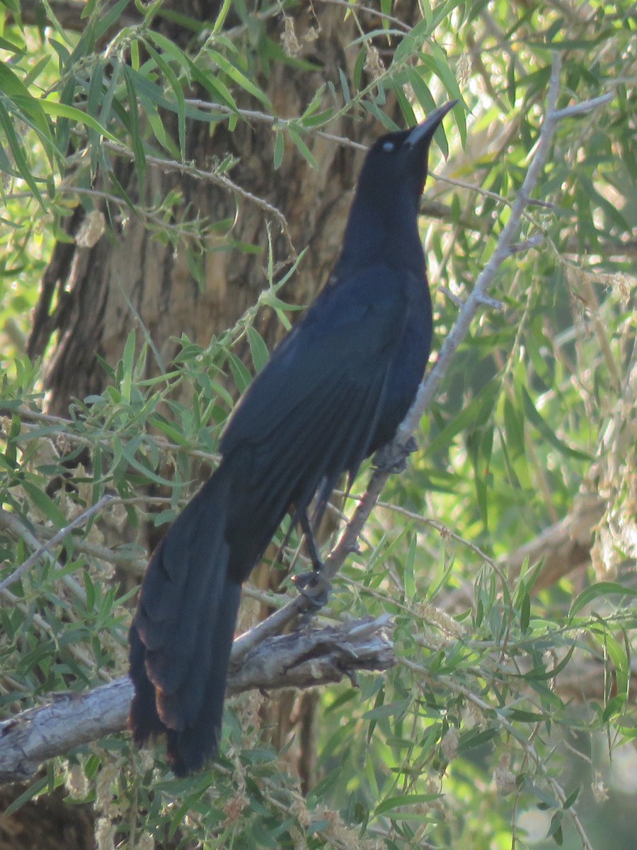Great-tailed Grackle - ML619242286