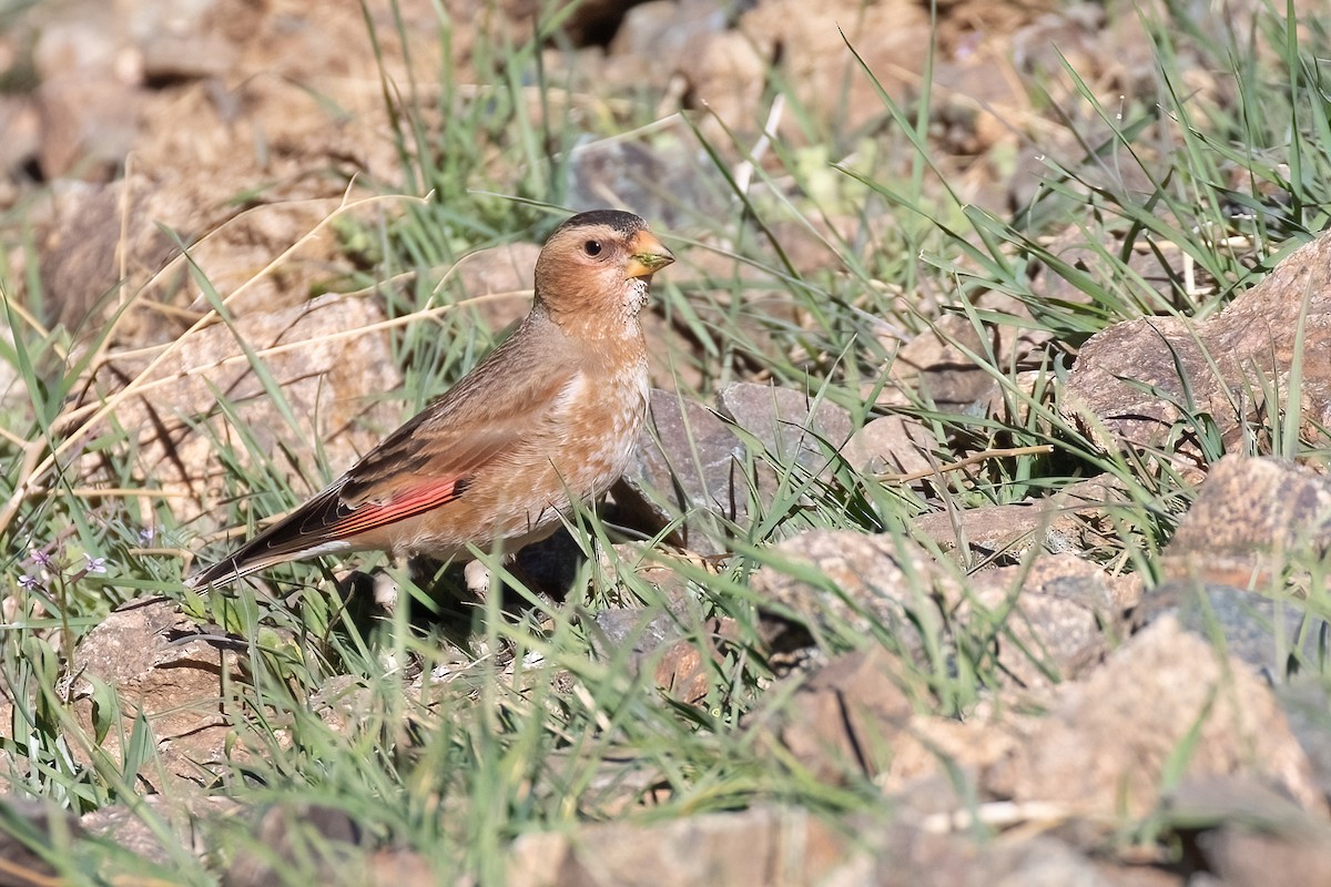 Crimson-winged Finch (African) - ML619242289