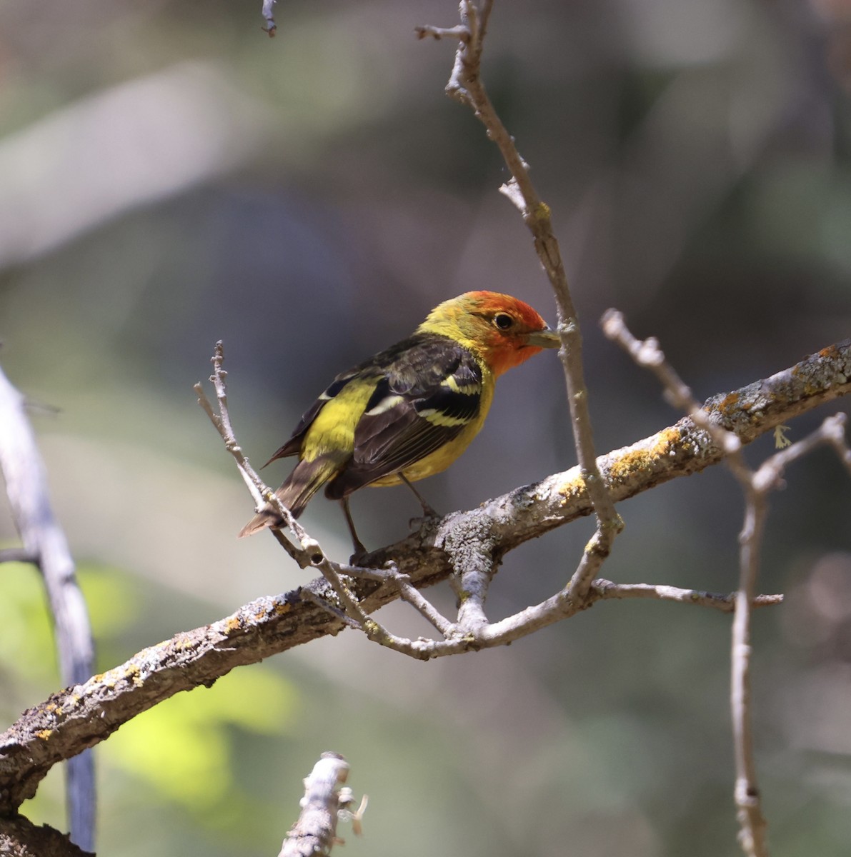 Western Tanager - ML619242291