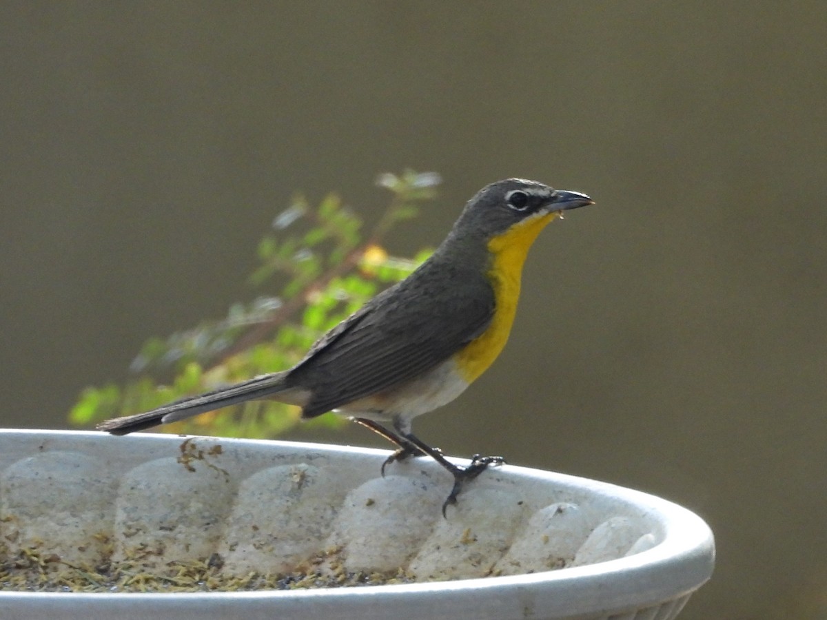 Yellow-breasted Chat - ML619242303