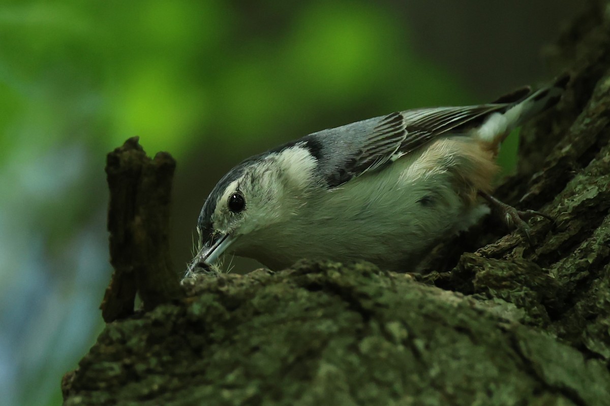 White-breasted Nuthatch - ML619242325
