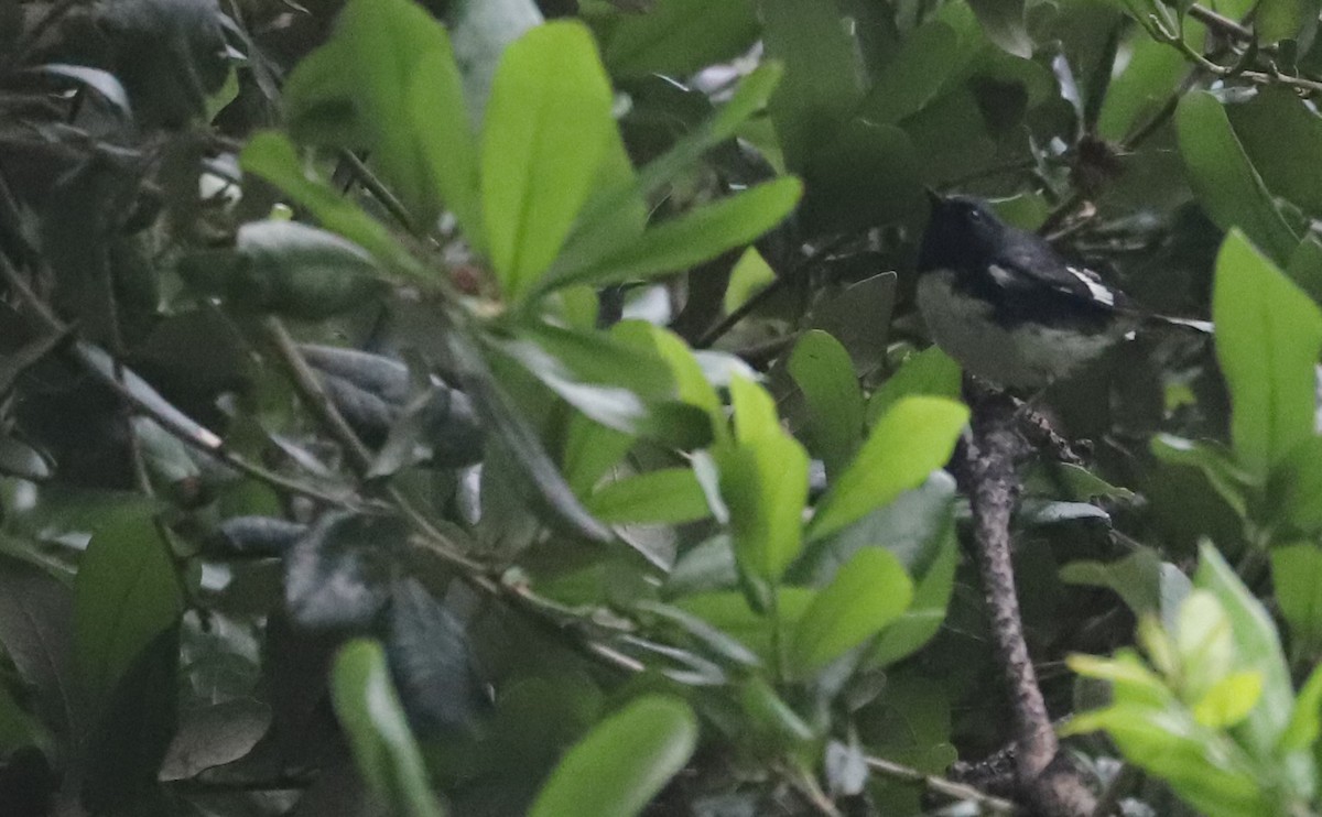 Black-throated Blue Warbler - ML619242328