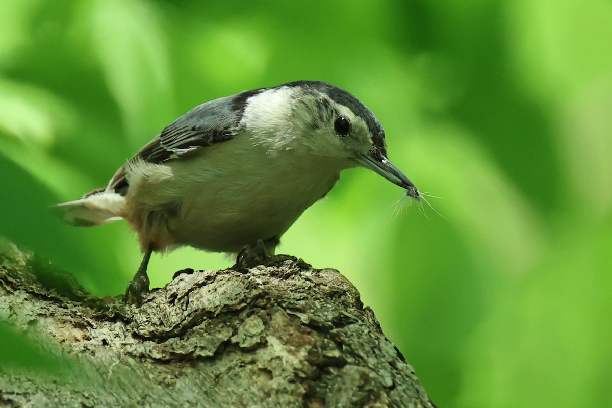 White-breasted Nuthatch - ML619242329