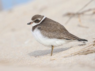  - Semipalmated Plover