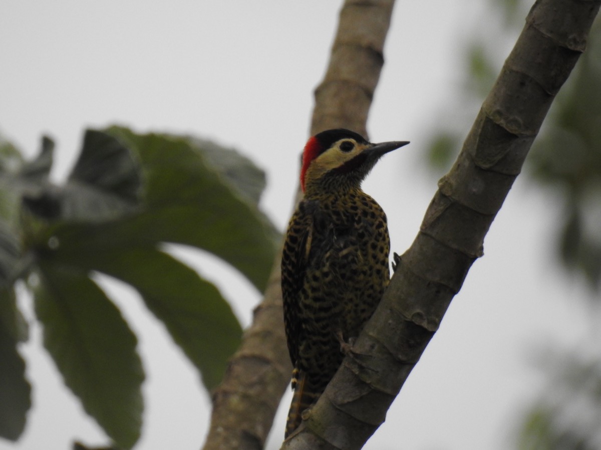 Green-barred Woodpecker - ML619242352