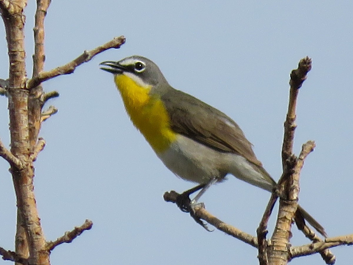 Yellow-breasted Chat - ML619242353